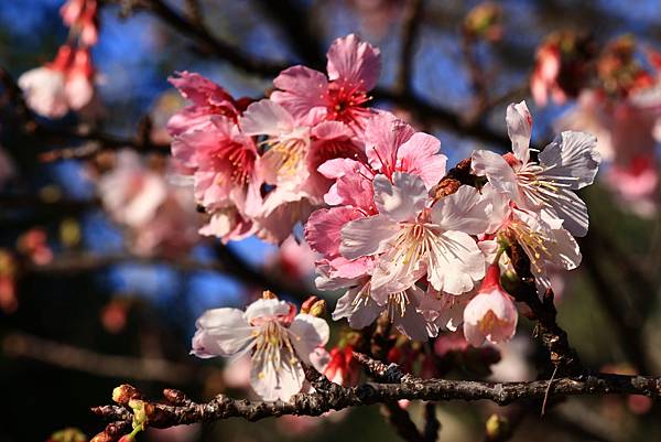 中正紀念公園櫻花開  1130213