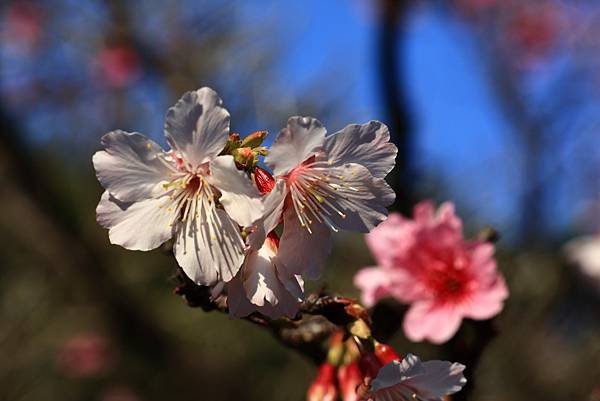 中正紀念公園櫻花開  1130213