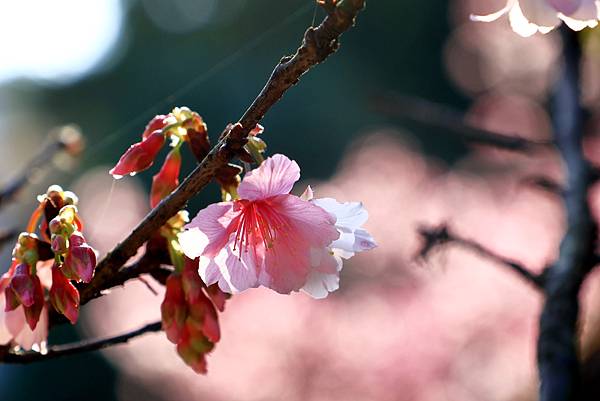 中正紀念公園櫻花開  1130213