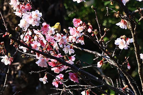 中正紀念公園櫻花開  1130213