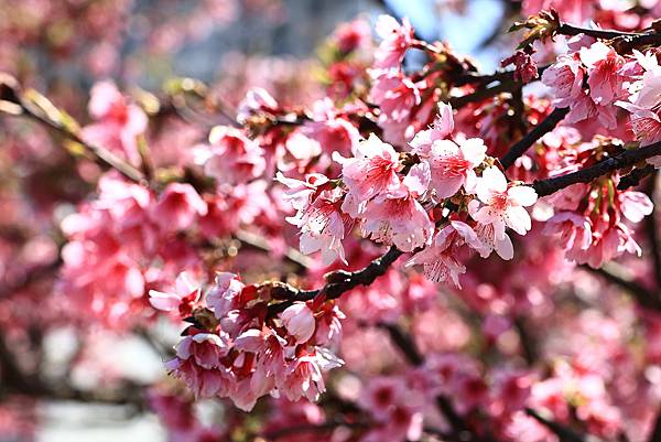 東湖樂活公園櫻花宴  1130214