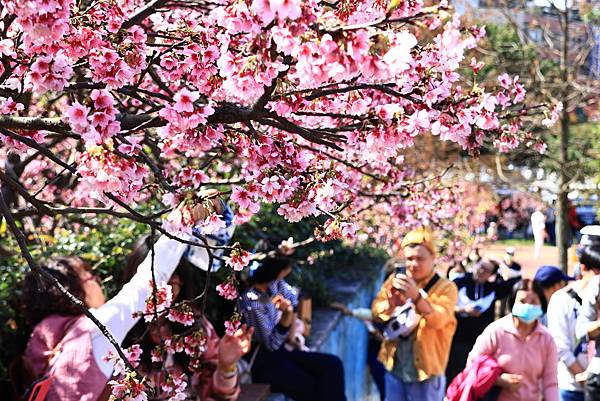 東湖樂活公園櫻花宴  1130214