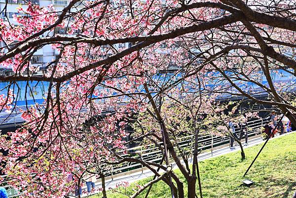 東湖樂活公園櫻花宴  1130214