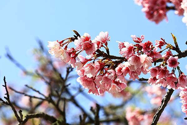 東湖樂活公園櫻花宴  1130214