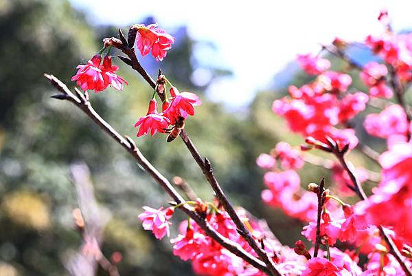 東湖樂活公園櫻花宴  1130214