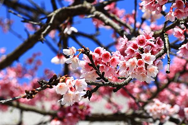 東湖樂活公園櫻花宴  1130214