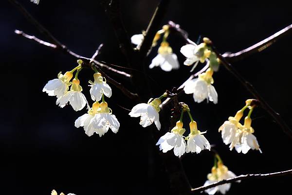 東湖樂活公園櫻花宴  1130214