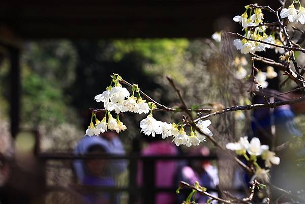 東湖樂活公園櫻花宴  1130214