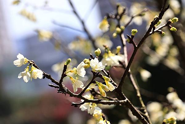 東湖樂活公園櫻花宴  1130214