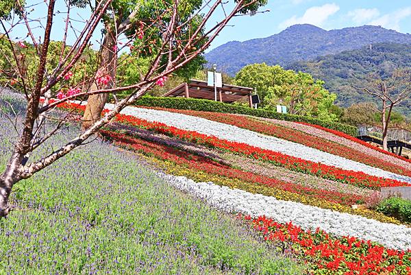 北投三層崎花海  1130217