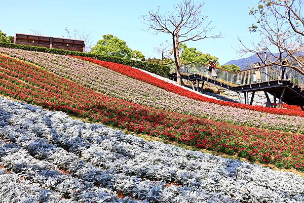 北投三層崎花海  1130217