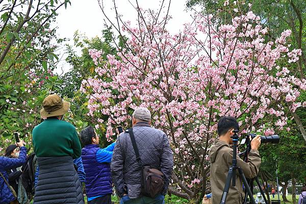 大安公園漫步 1130226