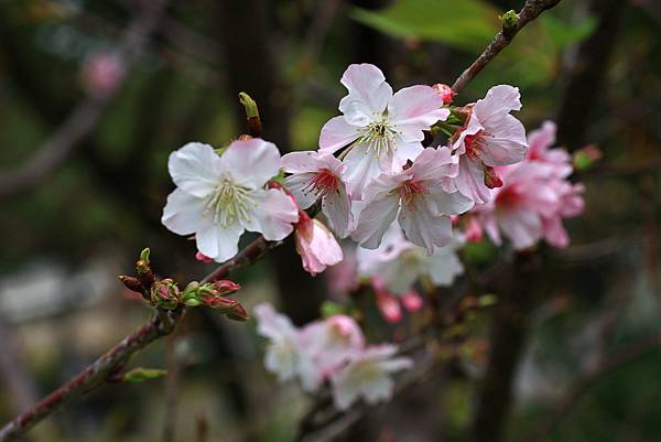 大安公園漫步 1130226