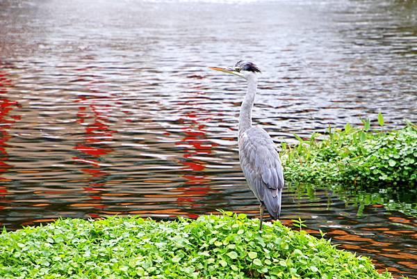 中正紀念公園大漁櫻   11320228