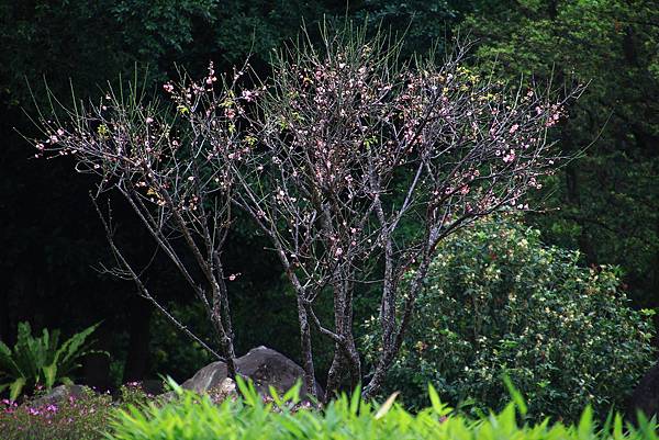 中正紀念公園大漁櫻   11320228