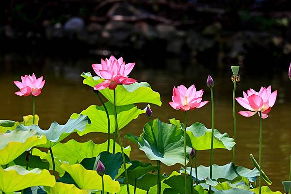 荷荷樂樂4-國父紀念館