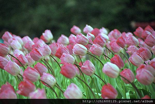 118號線道花園.jpg