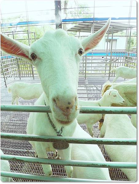 全台灣最好玩的華一休閒農場！超萌羊咩咩就在華一休閒牧場！