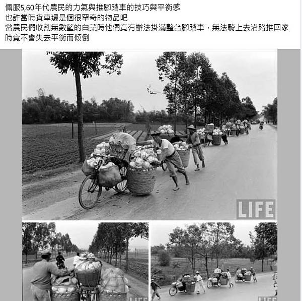 農民們收割無數籃的白菜時他們竟有辦法掛滿整台腳踏車，無法騎上