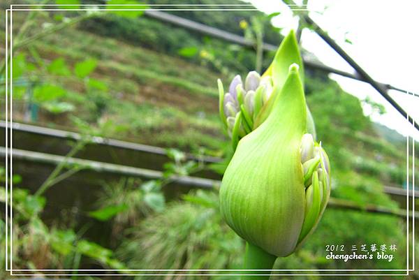 blg蕃婆林05