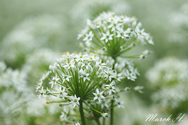 韭菜花