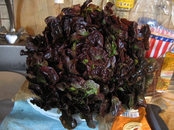 媽媽早上買的菜
