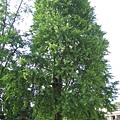IMG_6934.JPG