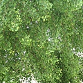 IMG_6942.JPG