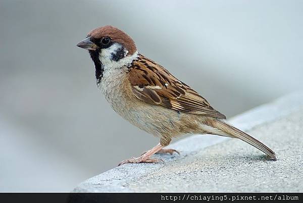 800px-Tree_Sparrow_Japan_Flip.jpg