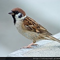 800px-Tree_Sparrow_Japan_Flip.jpg