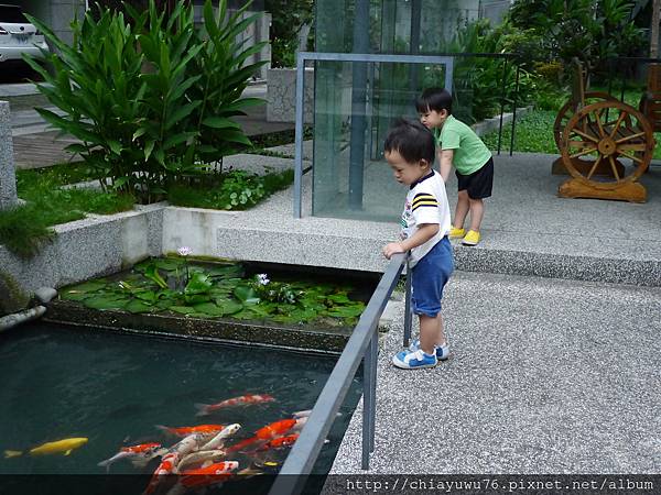 社區餵魚