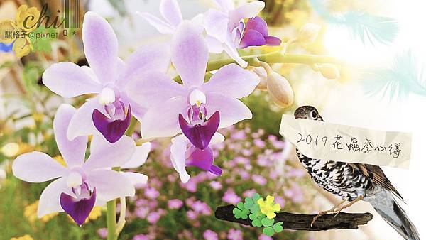 花蟲季心得_封面圖.jpeg