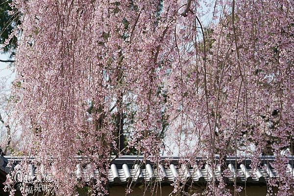 京都-高台寺花見 (12)