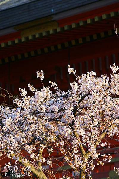 京都八板神社 (43)