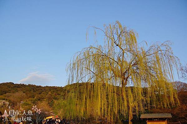 京都圓山公園一本枝垂櫻-夜櫻 (13)