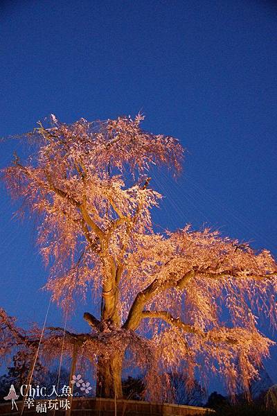 京都圓山公園一本枝垂櫻-夜櫻 (18)