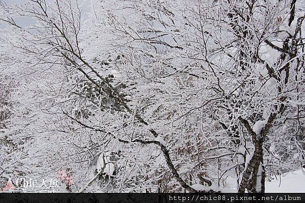 藏王山麓至樹冰高原-第一段 (46).jpg