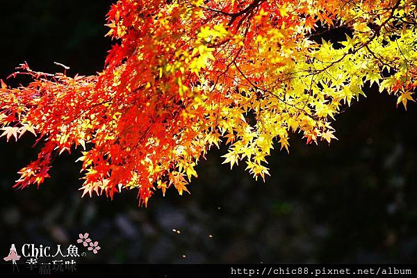 京都八瀨比叡山口 (15)