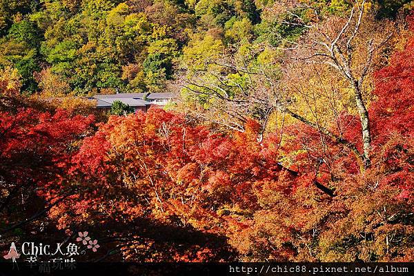 京都八瀨琉璃光院 (67)