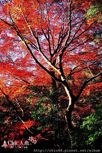 京都八瀨琉璃光院 (81)