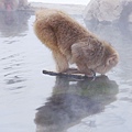 長野縣-地獄谷野猿公苑 (93)