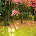 高桐院2012 (159)