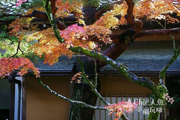 高桐院2012 (128)