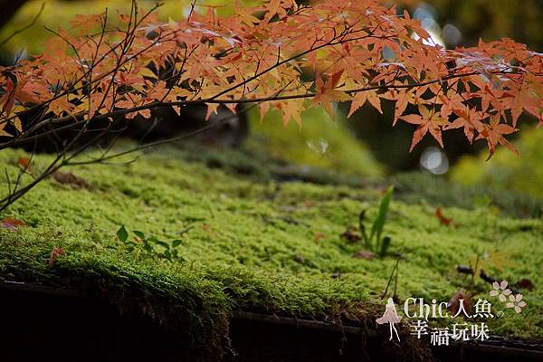 高桐院2012 (104)