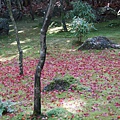 高桐院2012 (53)