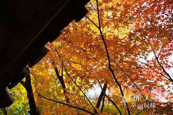 高桐院2012 (50)