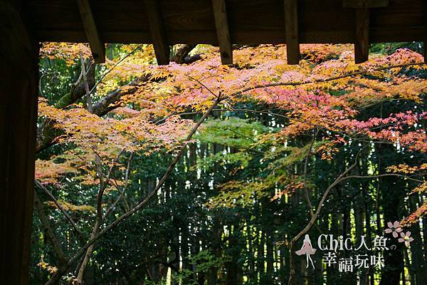 高桐院2012 (48)