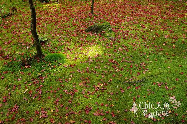 高桐院2012 (47)