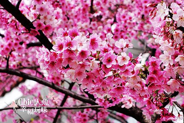 芝山岩私宅櫻花 (4)