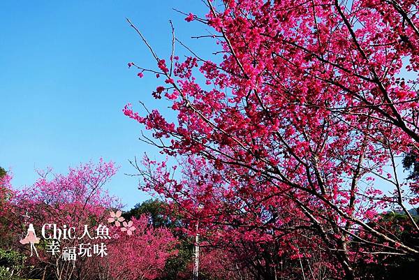 復興三路-櫻花隧道 (5)